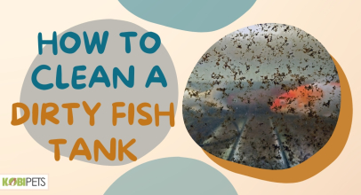 How to Clean a Dirty Fish Tank