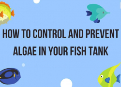 How to Control and Prevent Algae in Your Fish Tank