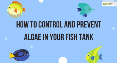 How to Control and Prevent Algae in Your Fish Tank