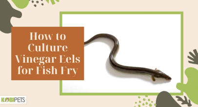 How to Culture Vinegar Eels for Fish Fry