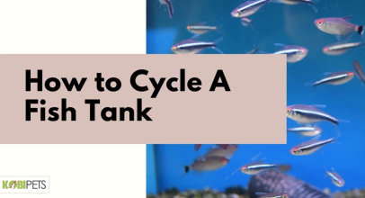 How to Cycle A Fish Tank