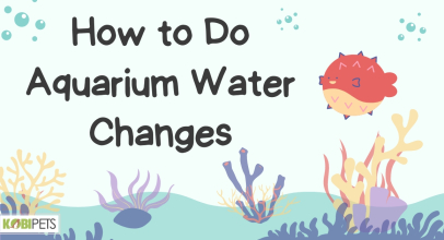 How to Do Aquarium Water Changes