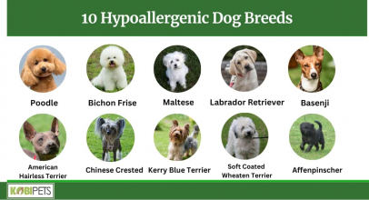 10 Hypoallergenic Dog Breeds