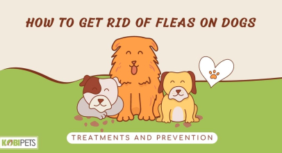 How to Get Rid of Fleas on Dogs: Treatments and Prevention