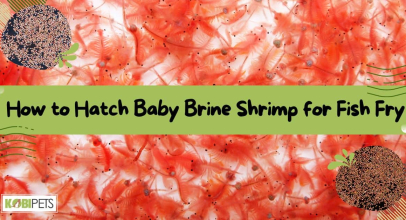 How to Hatch Baby Brine Shrimp for Fish Fry