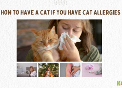 How to Have a Cat If You Have Cat Allergies