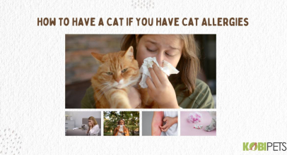 How to Have a Cat If You Have Cat Allergies