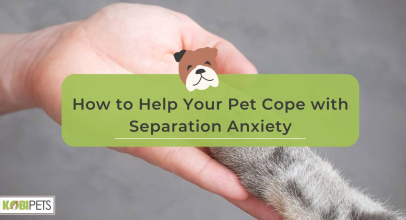 How to Help Your Pet Cope with Separation Anxiety