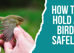 How to Hold a Bird Safely