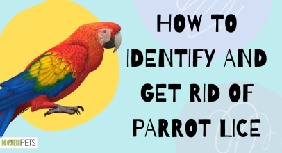 How to Identify and Get Rid of Parrot Lice