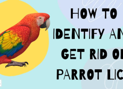 How to Identify and Get Rid of Parrot Lice