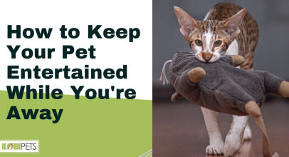 How to Keep Your Pet Entertained While You’re Away