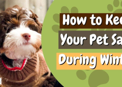 How to Keep Your Pet Safe During Winter