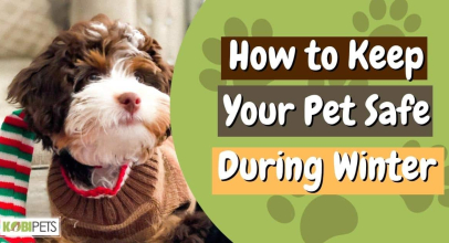 How to Keep Your Pet Safe During Winter