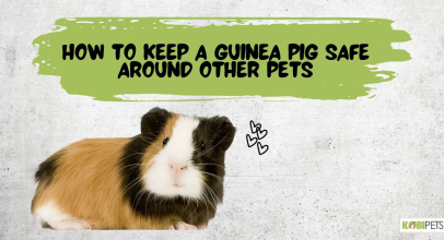 How to Keep a Guinea Pig Safe Around Other Pets
