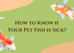 How to Know if Your Pet Fish is Sick?