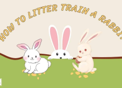 How to Litter Train a Rabbit