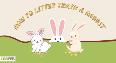 How to Litter Train a Rabbit