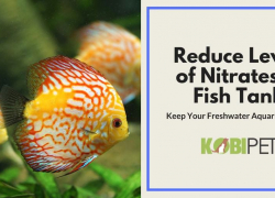 5 Tips on How to Reduce and Control Level of Nitrates in Fish Tank