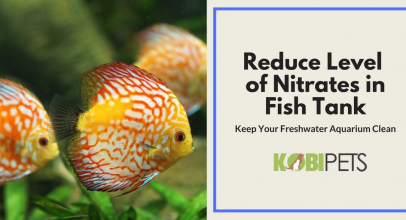 5 Tips on How to Reduce and Control Level of Nitrates in Fish Tank