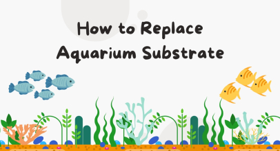 How to Replace Aquarium Substrate