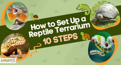How to Set Up a Reptile Terrarium:10 Steps