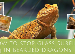 How to Stop Glass Surfing in Bearded Dragons