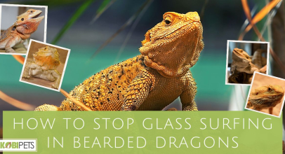 How to Stop Glass Surfing in Bearded Dragons