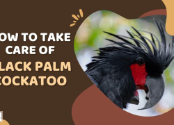 How to Take Care of Black Palm Cockatoo
