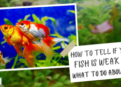 How to Tell If Your Fish is Weak and What to Do About It