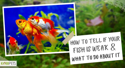 How to Tell If Your Fish is Weak and What to Do About It