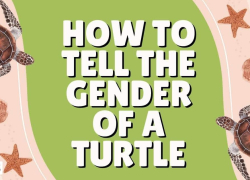 How to Tell the Gender of a Turtle