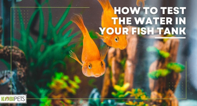 How to Test the Water in Your Fish Tank