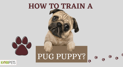 How to Train a Pug Puppy?