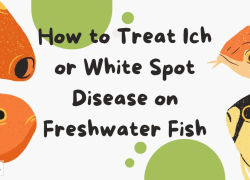How to Treat Ich or White Spot Disease on Freshwater Fish