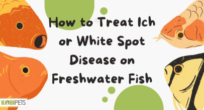 How to Treat Ich or White Spot Disease on Freshwater Fish