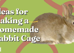 Ideas for Making a Homemade Rabbit Cage