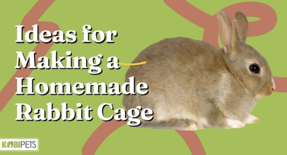 Ideas for Making a Homemade Rabbit Cage