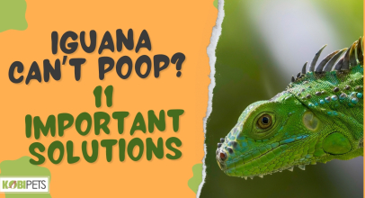 Iguana Can’t Poop? 11 Important Solutions