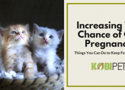 Things You Can Do to Improve the Chance of Cat Pregnancy
