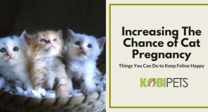 Things You Can Do to Improve the Chance of Cat Pregnancy