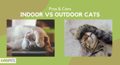 Indoor vs Outdoor Cats: Pros & Cons