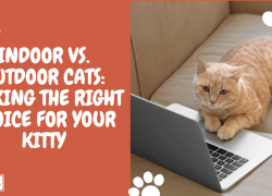 Indoor vs. Outdoor Cats: Making the Right Choice for Your Kitty