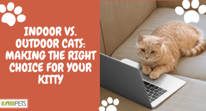 Indoor vs. Outdoor Cats: Making the Right Choice for Your Kitty