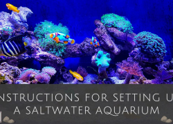 Instructions for Setting Up a Saltwater Aquarium