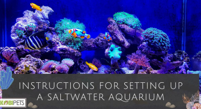 Instructions for Setting Up a Saltwater Aquarium