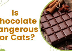Is Chocolate Dangerous For Cats?