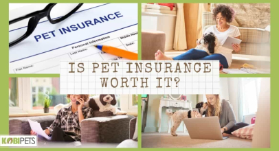 Is Pet Insurance Worth It?