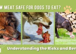 Is Raw Meat Safe for Dogs to Eat? Understanding the Risks and Benefits