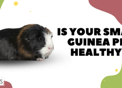 Is Your Small Guinea Pig Healthy?